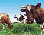 chovatelské potřeby pro dobytek, skot, krávy