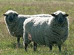 chovatelské potřeby pro ovce