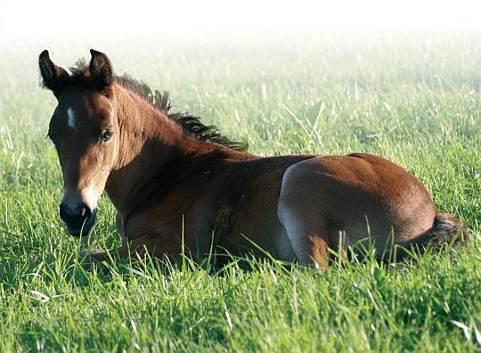 zemědělské a chovatelské potřeby pro koně