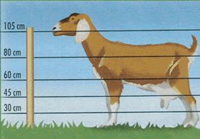 elektrické ohradníky pro kozy