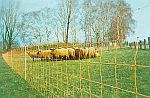elektrické ohradníky pro ovce