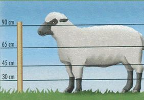Elektrické ohradníky pro ovce - doporučená výška vodičů 2