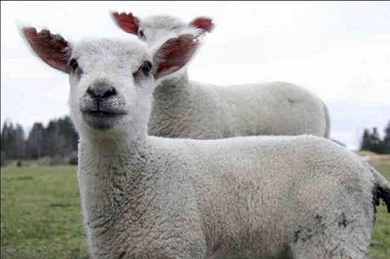 Elektrické ohradníky pro ovce, kozy a lamy