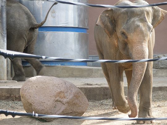 elektrické ohradníky pro slony
